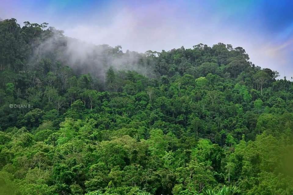 Sinharaja Forest Gate دينيايا المظهر الخارجي الصورة