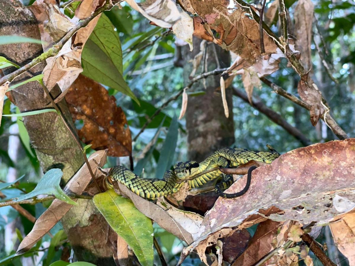 Sinharaja Forest Gate دينيايا المظهر الخارجي الصورة
