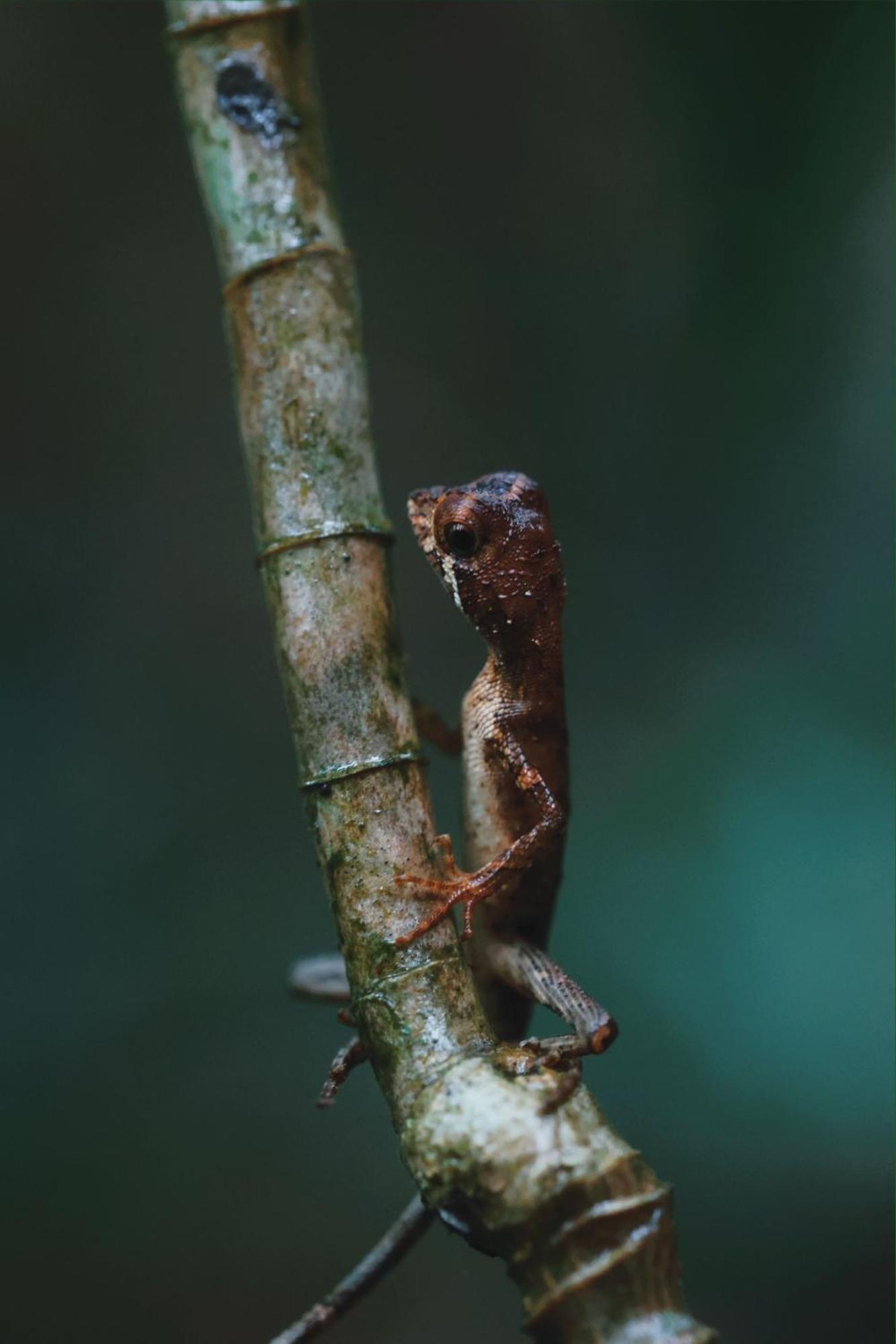 Sinharaja Forest Gate دينيايا المظهر الخارجي الصورة
